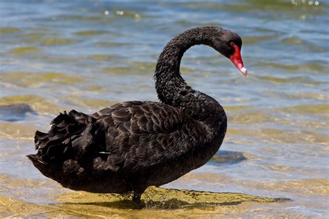 black swan pictures